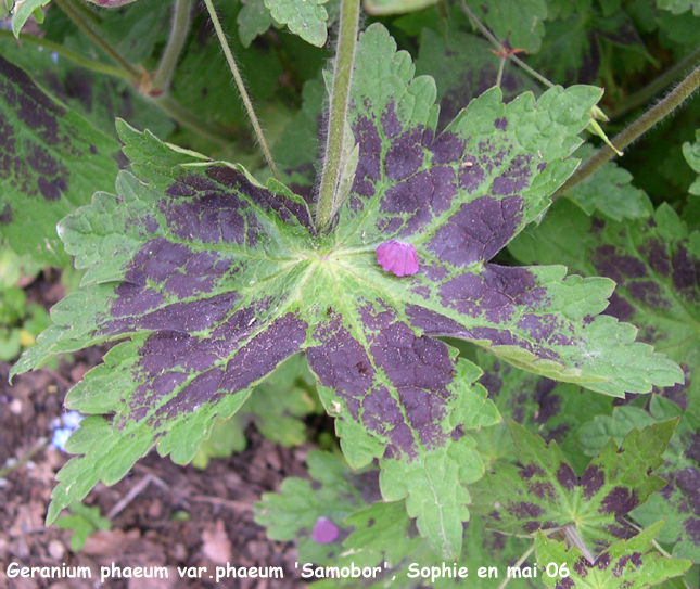 Geranium phaeum var. phaeum 'Samobor'